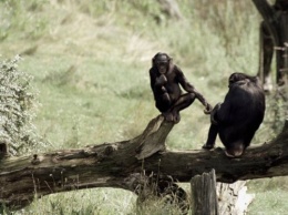 Все как у людей: Самки шимпанзе знакомят своих сыновей с перспективными «невестами»