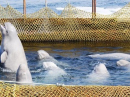 Российский суд отказался освободить косаток и белух из "китовой тюрьмы"