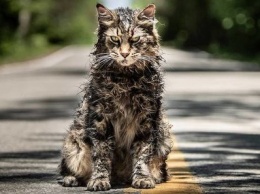 Снимался в хорроре "Кладбище домашних животных": внезапно умер самый известный зомби-кот