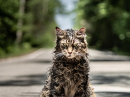 Умер кот Лео, снявшийся в фильме "Кладбище домашних животных" по Стивену Кингу