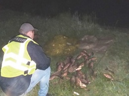 На Южном Буге браконьеры установили 5 сетей, в которой было 15 кг рыбы