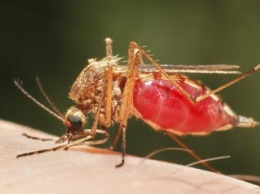 Ученые разработали эффективный способ уничтожения малярийных комаров