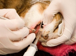 Ветеринары объяснили, почему нужно обязательно чистить зубы домашним животным