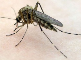 Ученые назвали группу крови, привлекающую комаров