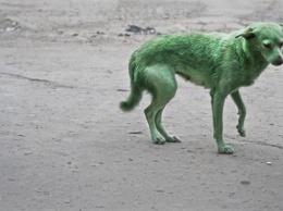 Фотофакт: В Запорожье заметили собак зеленого цвета