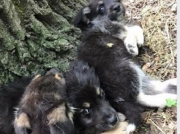 Новая Через Мелитопольское общество защиты животных ищут хозяев милым щеночкам (фото)