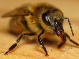 Защищают себя: пчелы начали строить гнезда полностью из пластиковых отходов