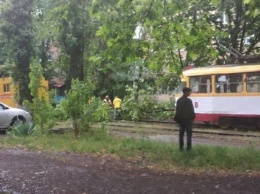 Ночная непогода повалила в Одессе несколько деревьев