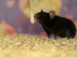 Cпрей из стволовых клеток вернул мышам обоняние