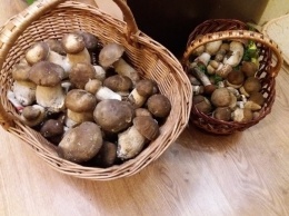 На Закарпатье в разгаре грибной сезон: массово собирают белые грибы