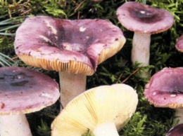 Трое криворожан отравились грибами, собранными в городской посадке