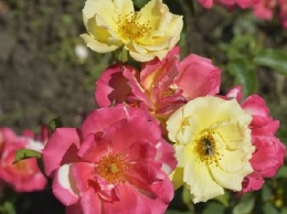 В Ботаническом саду Кривого Рога зацвели розы и жасмины