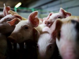 Эксперты: украинское свиноводство на грани исчезновения