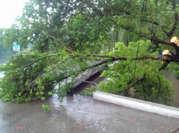 Вход в центральный парк Кривого Рога завалило упавшее дерево