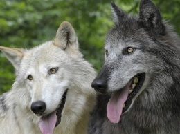 В Финляндии запретили содержание гибрида волка и собаки, выведенного в России