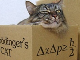 Спасли кота Шредингера: Ученые научились ловить квантовые частицы
