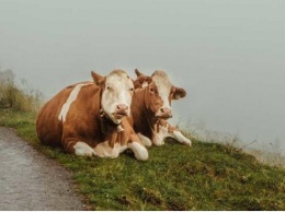 В Польше обнаружилось стадо бездомных коров - местные жители готовы разобрать одичавших животных, чтобы их не ликвидировали
