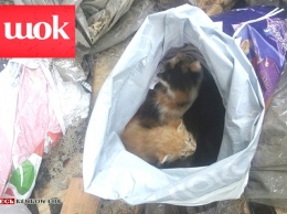 Зоозащитница, спасшая от верной гибели еще слепых котят, просит помощи у жителей Кривого Рога