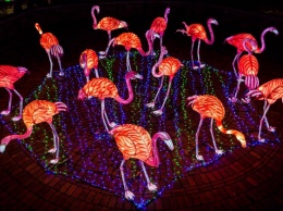40-метровый дракон и сад фламинго: в Одессе пройдет фестиваль гигантских китайских фонарей (общество)