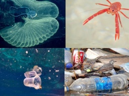Загрязняющий весь мир пластик добрался и до глубин океанов