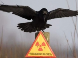 Чудо Чернобыльской зоны: скрытая камера зафиксировала невероятное