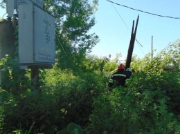 На Луганщине из-за упавшего дерева пропало электроснабжение