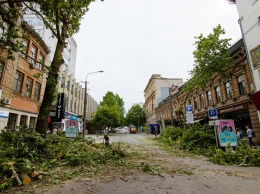 В Днепре зарегистрировали петицию против вырубки деревьев на ул. Короленко