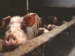 Эпидемия чумы свиней распространяется по миру и продлится десятки лет - Bloomberg