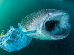 Ежегодно в океан попадает до 12 млн тонн пластика