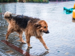 Мокрый Днепр: город заливает летними дождями