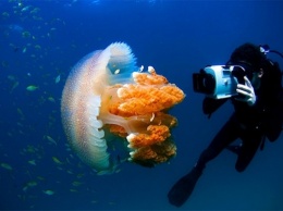 Такого вы точно не видели. Турист заснял под водой медузу в "бублике"