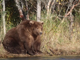 В тайге мужчина, защищаясь от напавшего медведя, откусил ему язык