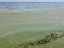 В Одессе море позеленело из-за водорослей (видео)
