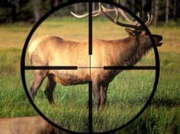 На Черниговщине застрелили краснокнижную самку лося