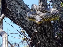 В Запорожской области людей покусали ядовитые змеи