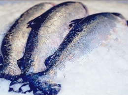 Украина на четверть увеличила производство замороженной морской рыбы
