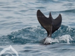 Аномального дельфина заметили у берегов Крыма