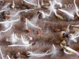 Биологи обнаружили «торговые отношения» между растениями и грибами