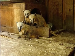 В Одесском зоопарке родились маленькие носухи