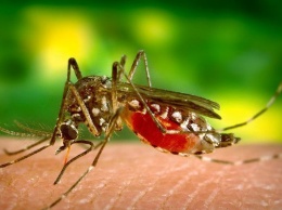 Атакуют комары: как защититься