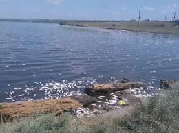 Специалист рассказал, как Одессе спасти рыбу, дамбу и весь Хаджибейский лиман