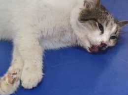 Человеческая жестокость: Запорожец схватил кота и ударил об угол дома