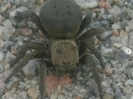 Странный паук с большими лапами перепугал отдыхающих на Хортице (Фото)