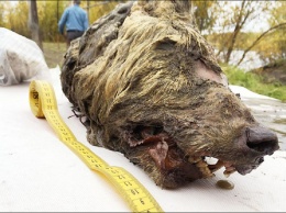 В Якутии нашли идеально сохранившуюся голову древнего волка, жившего 40 тысяч лет назад. Фото