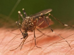 Ученые выяснили, что ураганы способствуют распространению инфекций, которые переносят комары