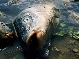 В реках Украины массово гибнет рыба: причины и какой от этого ущерб
