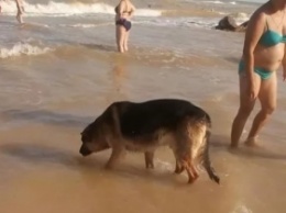 В Кирилловке собака ждет утонувшую хозяйку на берегу (фото)