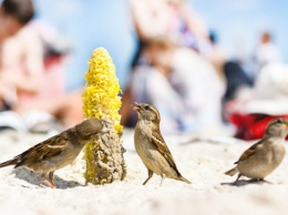 Мажорный отдых: на пляже в Кирилловке еду подают почти в два раза дороже