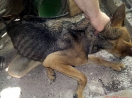 В Запорожском районе собака провалилась в глиняный котлован (ФОТО)