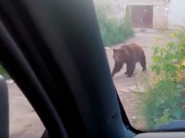 Под Саратовом сбежавшая цирковая медведица атаковала людей